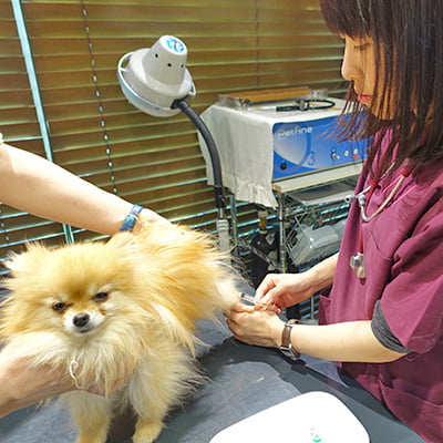 呼吸器科 - 犬猫の呼吸器の病気・症状例・治療法 - ベックジャパン動物 